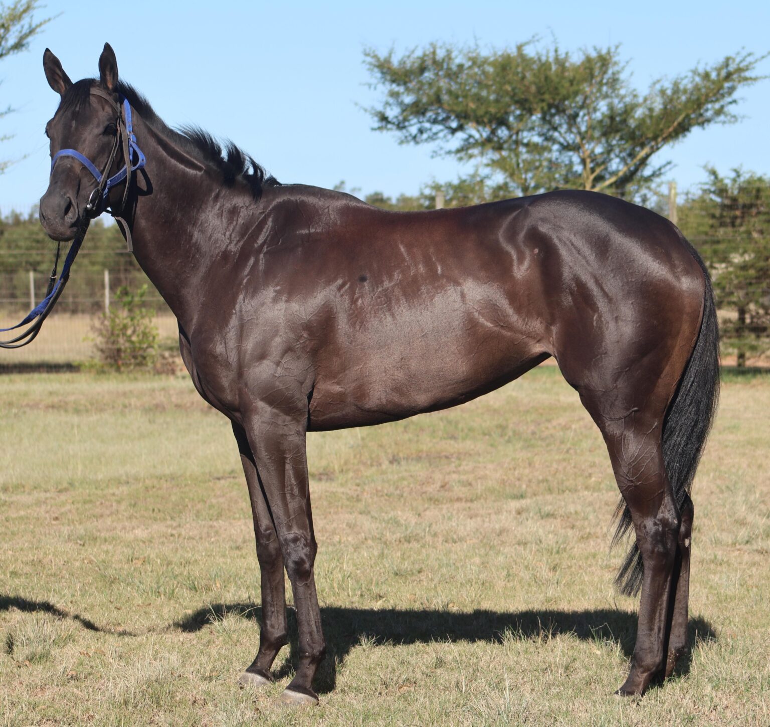 PONTE VECCHIO Bloodstock Auction South Africa