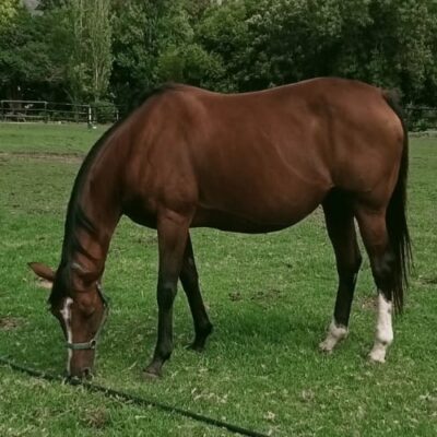 SADLER’S LASS