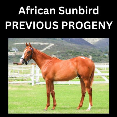 AFRICAN SUNBIRD