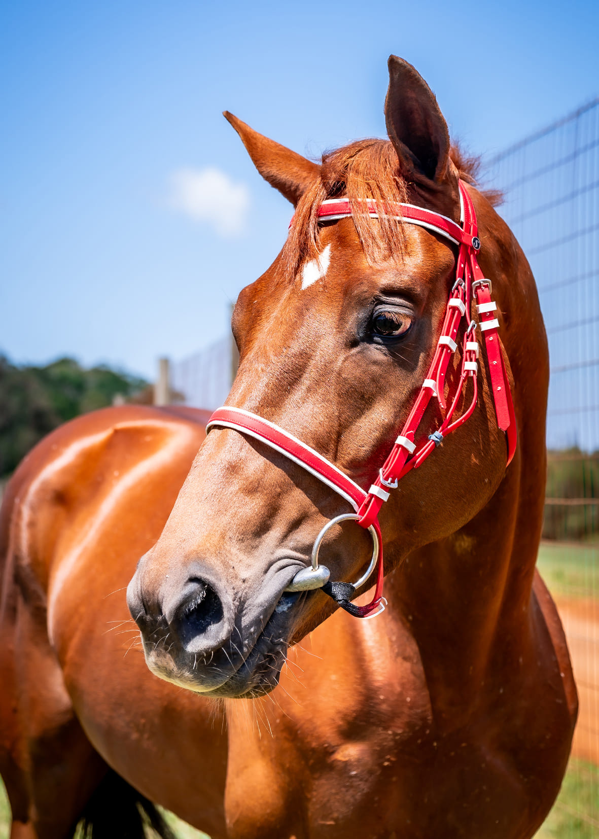 2025-10-29-Mafiabagsthemoney-1