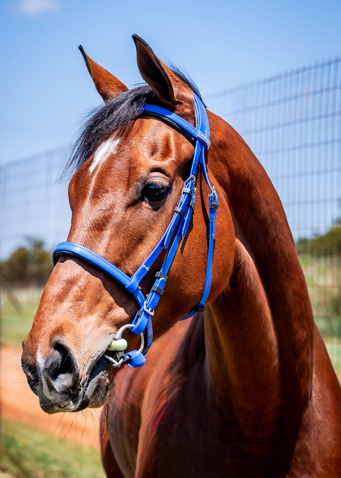 2025-10-29-Mister-Whistle-1