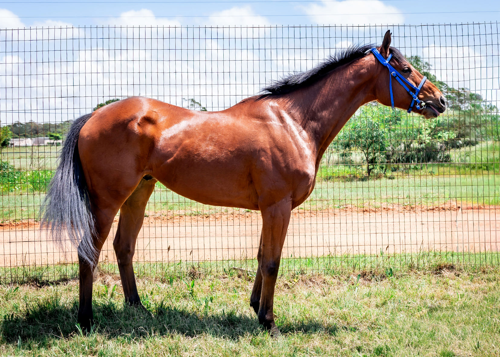 2025-10-29-Mister-Whistle-3