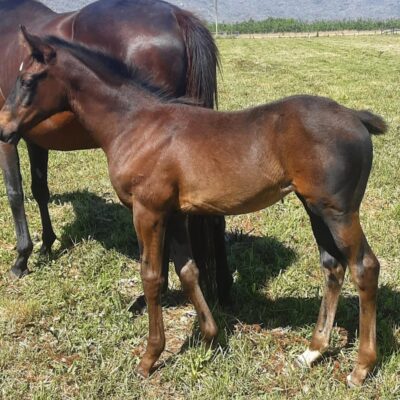 PELARGONIUM & 25PELARGONIUM