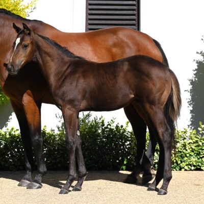 SAN TRIP & 25SAN TRIP