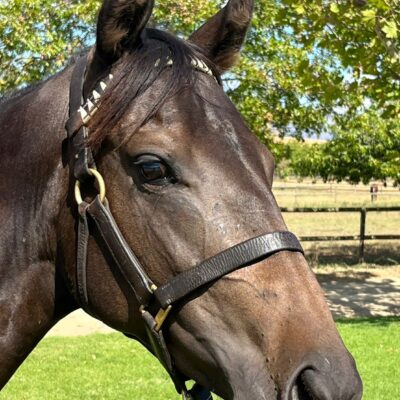 24WINTER’S DESTINY