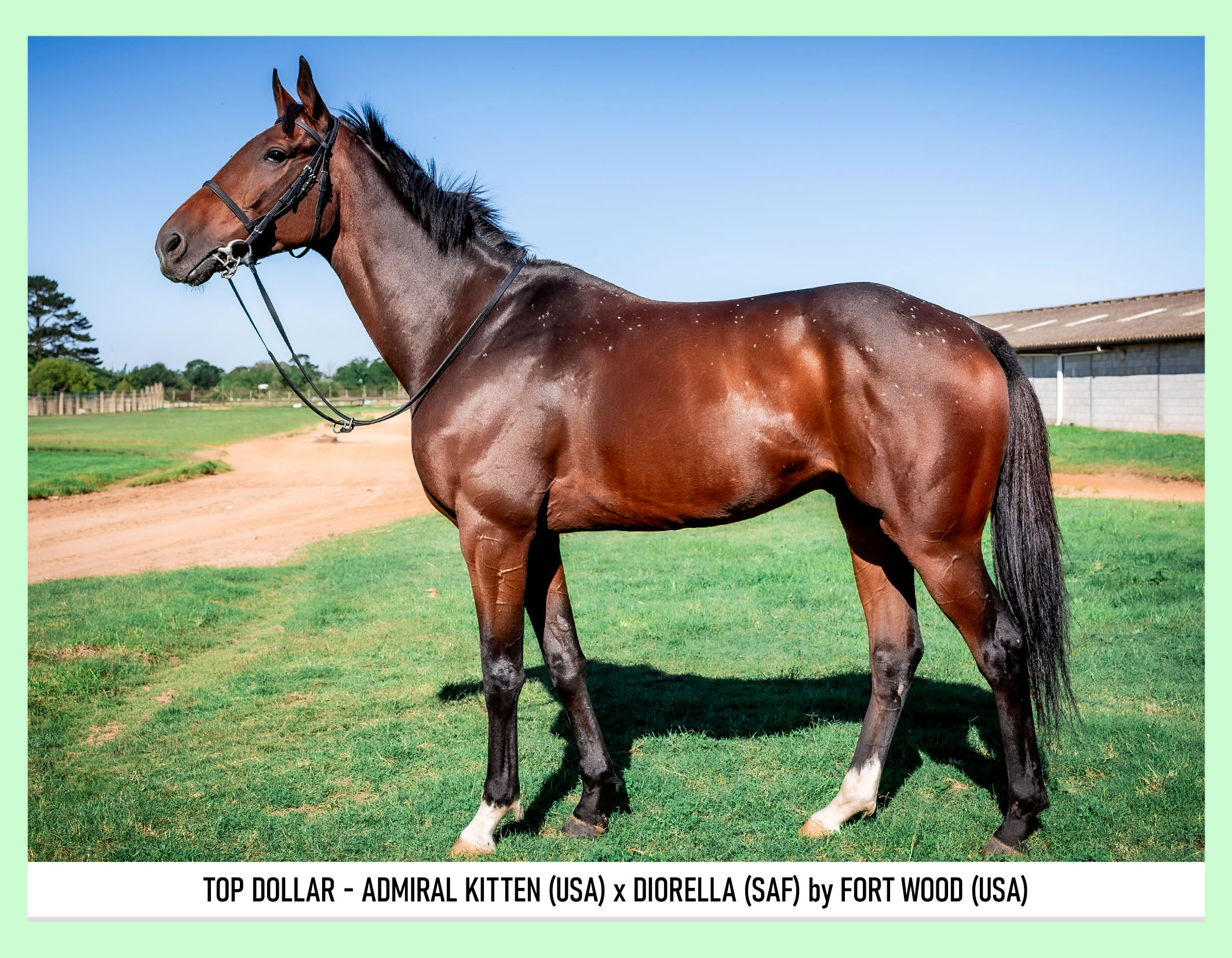 1-TOP-DOLLAR-PIXIMANZI-PTY-LTD-BSA-APRIL-ONLINE-3