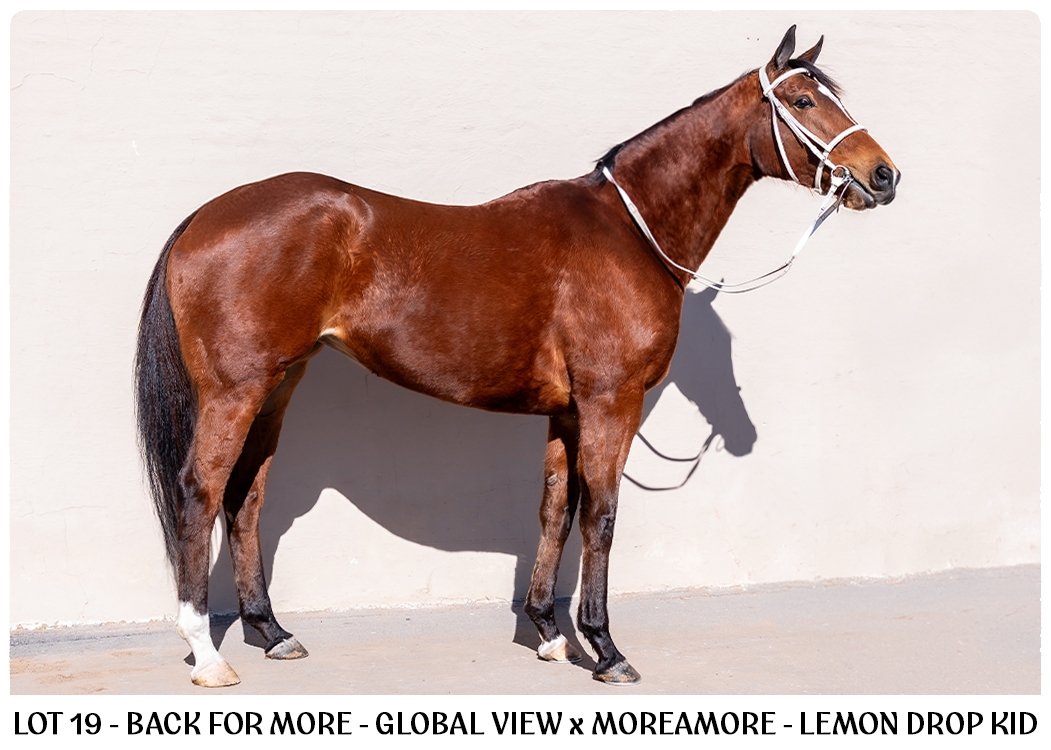 LOT-19-Back-For-More-BSA-Aug-Online-2