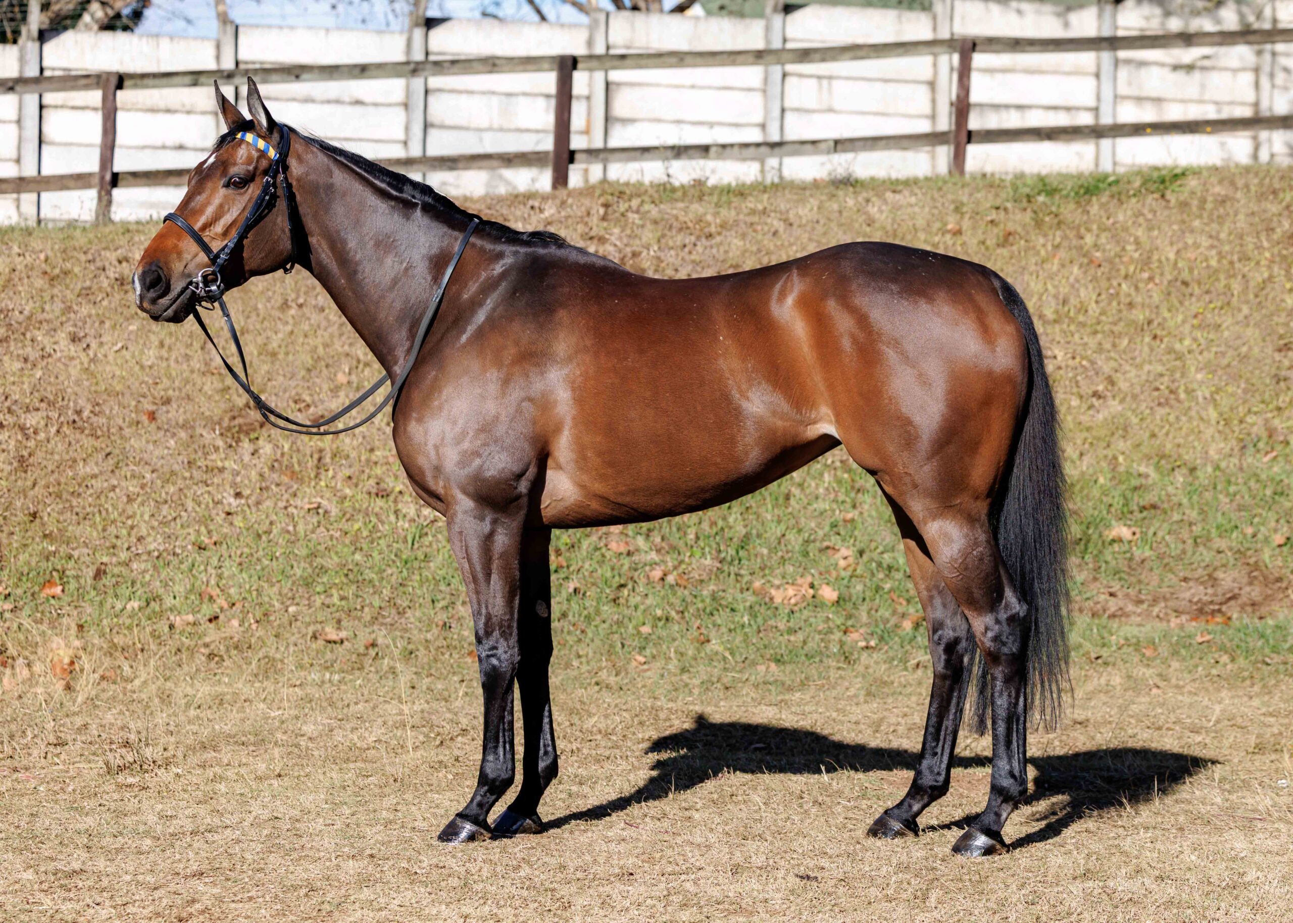 TARAS-STAR-2